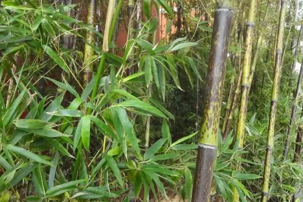 竹子的生长速度，每昼夜可以长150-200厘米左右