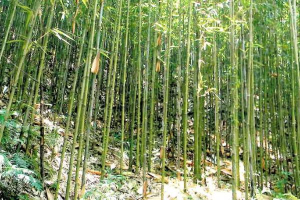 竹子的生长速度，每昼夜可以长150-200厘米左右