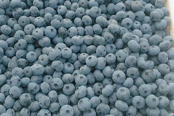 无需授粉蓝莓品种有哪些，常见这4种