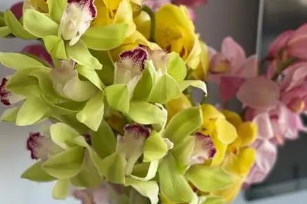 大花惠兰如何家养才能开花，保证光照、水质、肥料的充足