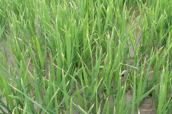 水稻心叶卷成筒状的原因，可能是萘乙酸危害、除草剂影响等