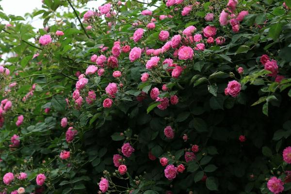 蔷薇花带根移栽能不能成活，一般可以存活、4月份移栽更合适