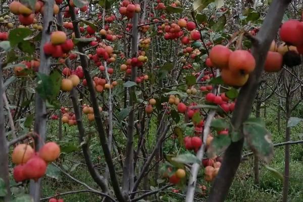 冬红果海棠的养殖方法，喜欢在阳光充沛的环境中生长