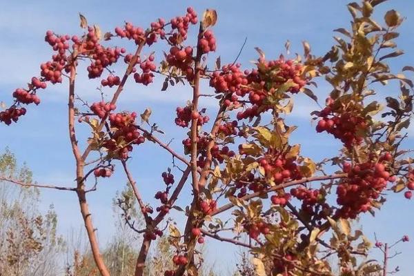 冬红果海棠的养殖方法，喜欢在阳光充沛的环境中生长