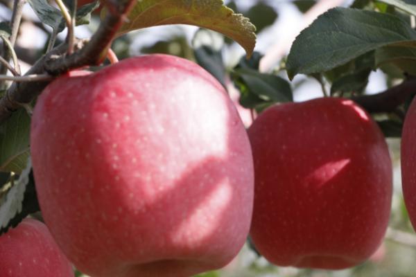 陕西苹果品种，常见的有白水苹果、长武苹果、洛川苹果等
