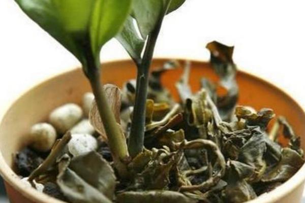 茶叶渣可以做花肥吗，可以做花肥但需要腐熟