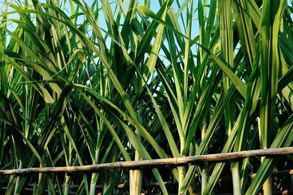 甘蔗的生长周期是多少天，大约210天左右
