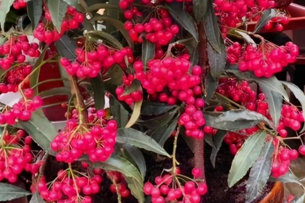 长红果子的观赏植物推荐，可选北美冬青、富贵籽或冬珊瑚等