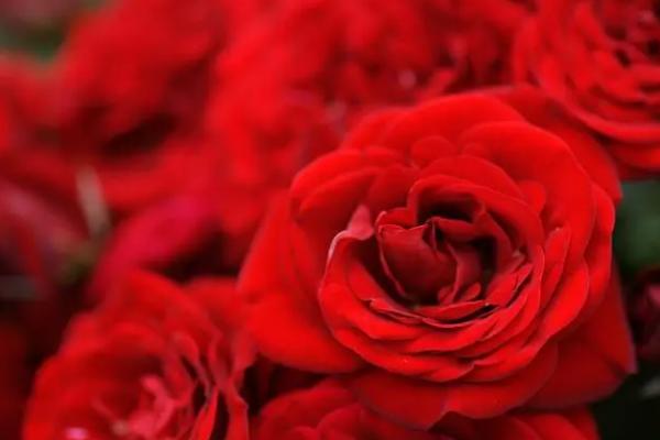 21朵玫瑰花代表什么意思，寓意我爱你