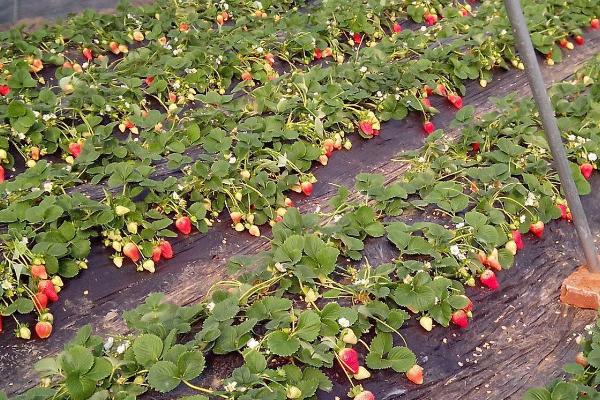 草莓的种植方法，应选择充足光照的地方种植