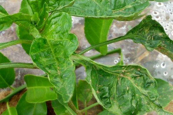 辣椒树叶子卷曲的原因，长期缺水或缺肥均会导致