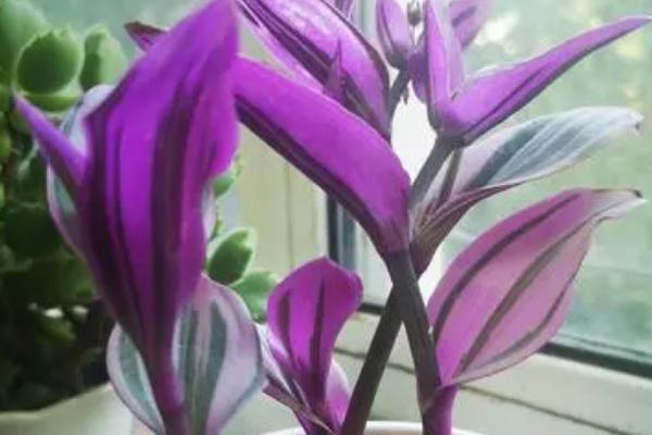 紫色吊兰叫什么名字，又名彩叶吊兰