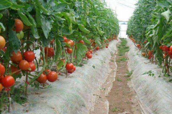 西红柿不开花怎么办，需正确浇水、合理施肥和及时补充光照等