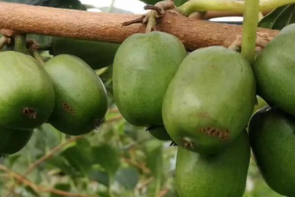 软枣猕猴桃苗几年结果，2-3年就可以结果了