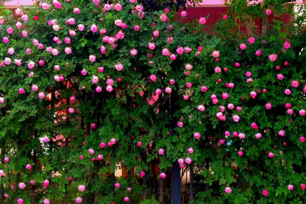 蔷薇花什么时候开，每年的5-9月开放