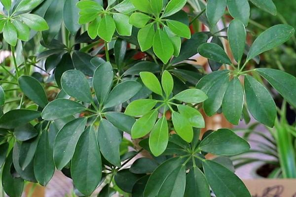 鸭掌木是什么，是一种常绿灌木