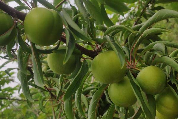 李子树如何种植，生长过程中需要充足的养分