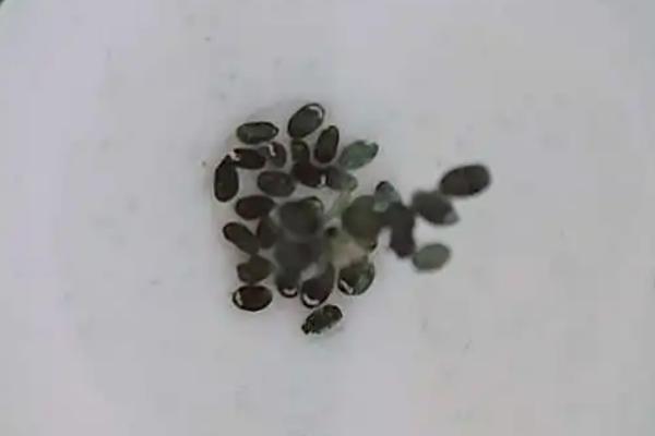 薄荷种子的种植方法，在春季3-4月份时播种为宜
