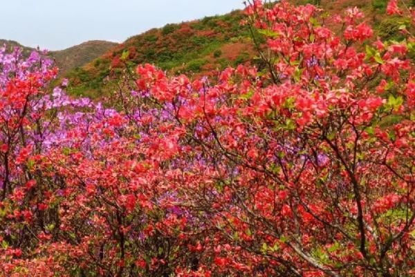 映山红是什么花，属于灌木