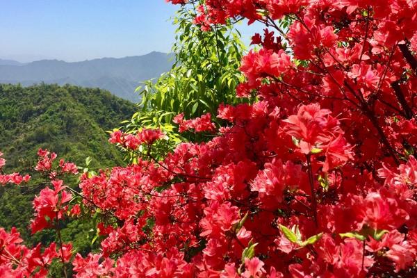 映山红是什么花，属于灌木