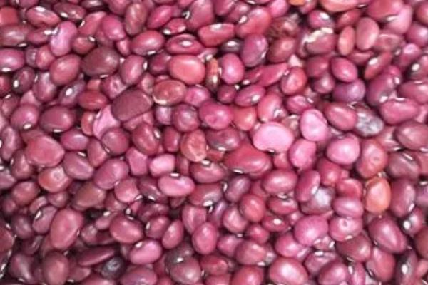 红芸豆的种植技术，春播最好在4-5月份的时候进行