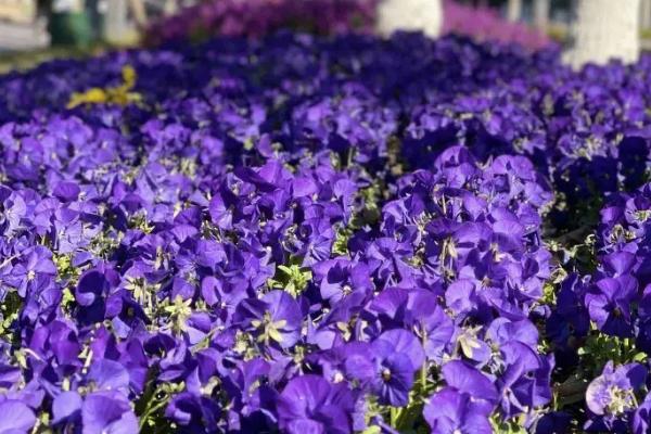紫罗兰的花语，清凉、警戒是它的花语
