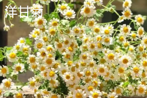 白晶菊和洋甘菊的区别，品种、花期和习性均不同