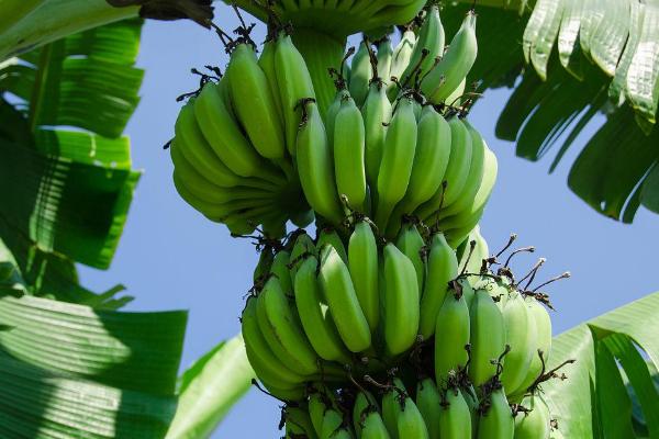 香蕉树和橡胶树的区别，种属、毒性和用途均不同