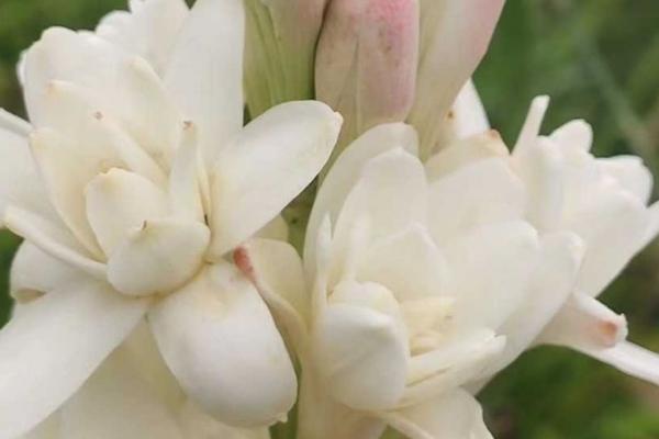 晚香玉的辨别方式，每个苞片中含有2朵左右的花