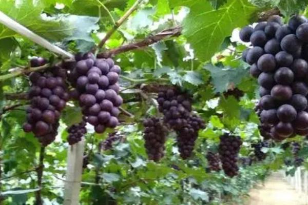 葡萄的种植方法，根据当地的气候环境挑选适宜的品种