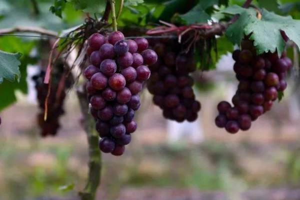 葡萄的种植方法，根据当地的气候环境挑选适宜的品种