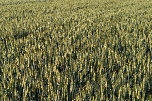 什么时间种植小麦合适，9-10月份种植为佳