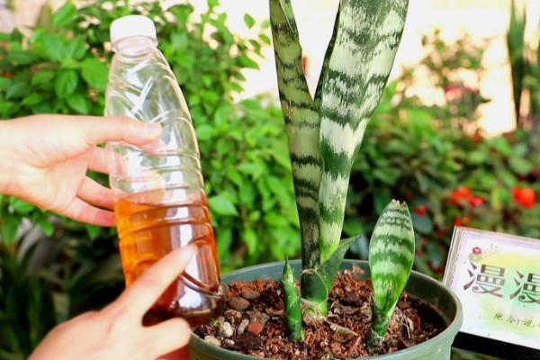 虎皮兰花期可以浇水吗，需要根据温度和生长情况来浇水