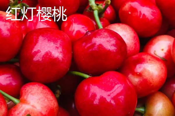 山东樱桃品种，以下5种较为常见