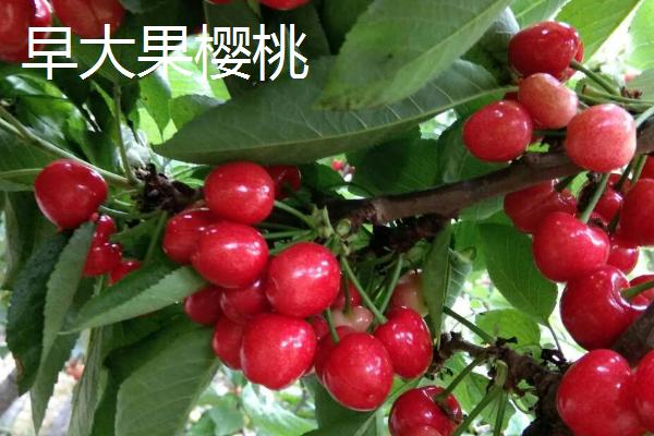 山东樱桃品种，以下5种较为常见