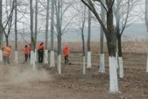 为什么树干白石灰只刷一米，有助于保护植株