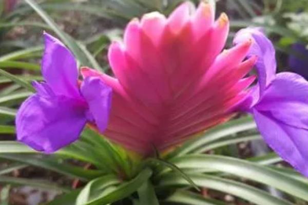 紫花凤梨的养殖方法，需要置于阳光充足的地方养殖