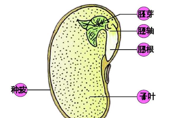 胚根发育成哪种器官，会发育成植物的主根