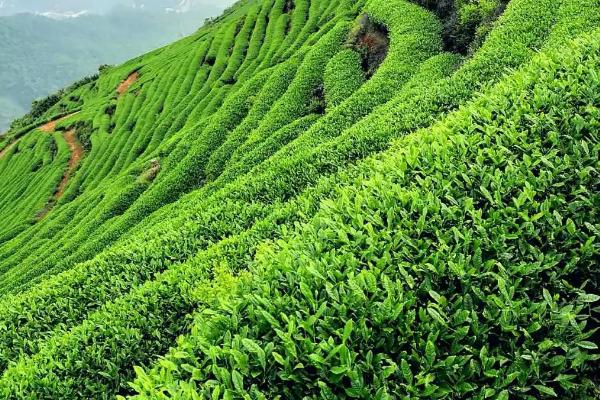 高山茶产地在哪个地方，主要产自台湾