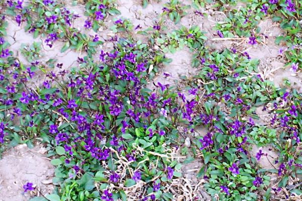 紫花地丁的特点，植株较为矮小