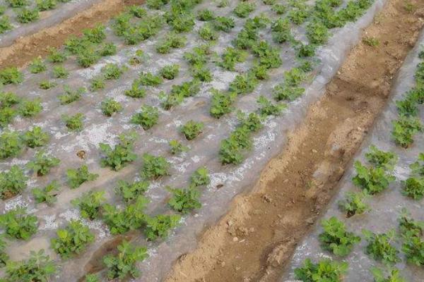 地膜覆盖栽培怎么提高作物产量，种植前要施足基肥