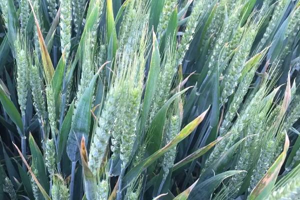 小麦穗尖发白的原因，可能是病害感染或者虫害侵蚀导致的