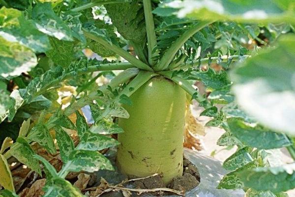 青萝卜的种植方法，通常一年四季都可以种植