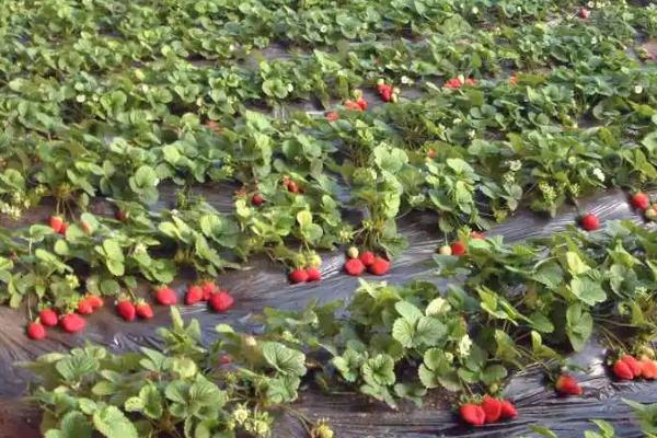 草莓的养殖方法，发育过程中确保盆土始终处于湿润