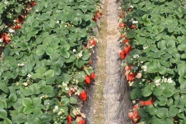 草莓的养殖方法，发育过程中确保盆土始终处于湿润