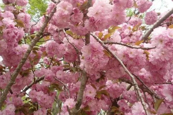 樱花几月开，一般在3-4月左右就会开花