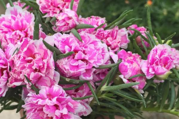 松叶牡丹花的特点，通常在晴朗的天气才会开花