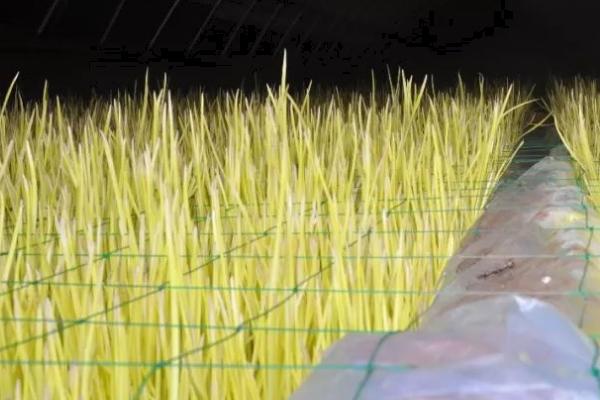 室内蒜黄无土栽培技术，最好选择早熟或中熟的高产优质品种