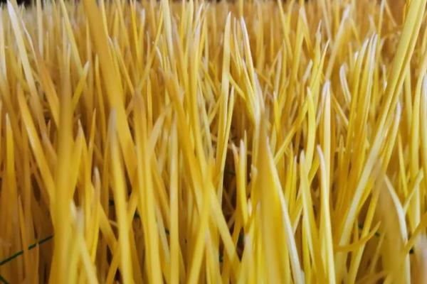 室内蒜黄无土栽培技术，最好选择早熟或中熟的高产优质品种