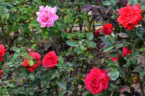 玫瑰花的病虫害防治，不同病虫害的防治方法不同